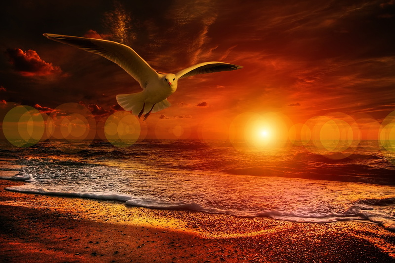 animal, gull, sunset, atmosphere, animal themes, near, flying, ease, fly, scenics - nature, beauty in nature, sky, tranquility, orange, orange color, clouds
