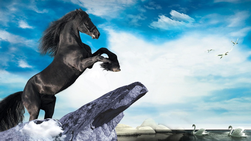 firefox persona, horse, black, water, stallion, black stallion, rock, animals, lake, swans, 1080P