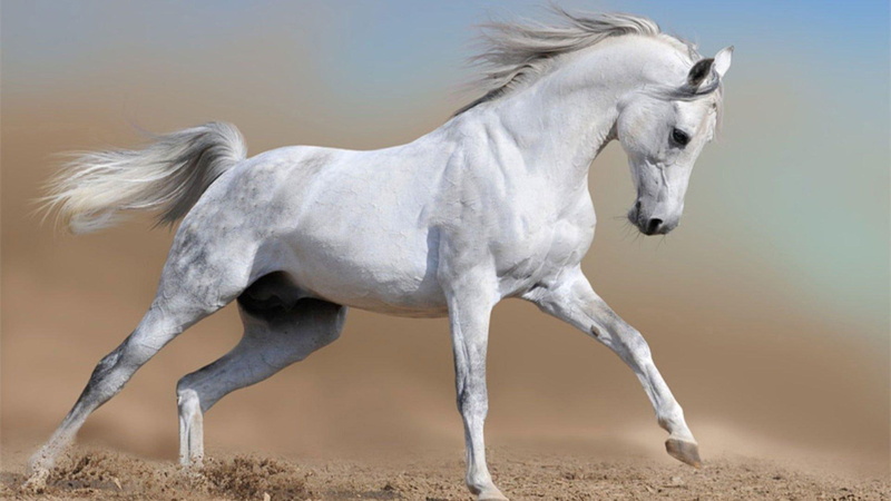 horse, whitebeauty, animals, white, 1080P, stallion, running