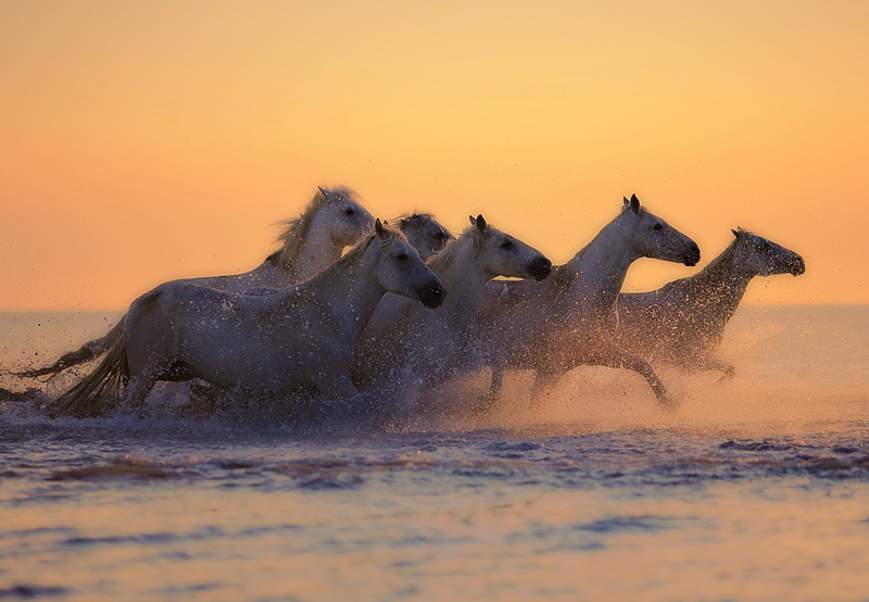 white horse, running, time, sky, mammal, mud, horses, animal wildlife, herd, pond, outdoors, horsehair, motion, golden, two animals, water plan, animal