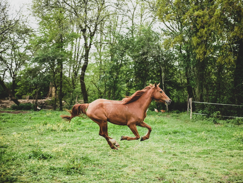 pets, growth, horse, herbivorous, animals, domestic, vertebrate, livestock, mare, outdoors, horseback riding, field, no people, one animal, equine, gallop