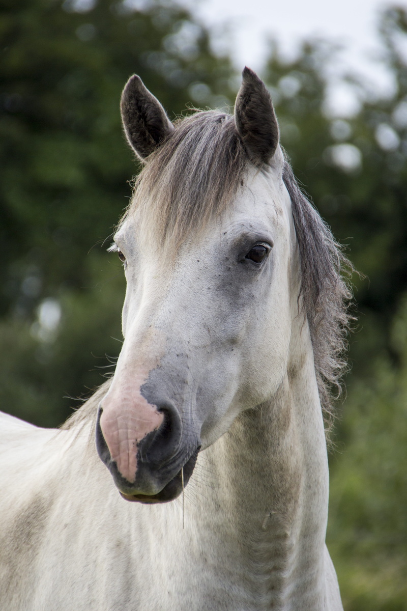 animal themes, farm, close-up, irish horse, nature, vertebrate, day, mammal, grey, domestic animals, wild, equestrian, mare, run, working animal, thoroughbred