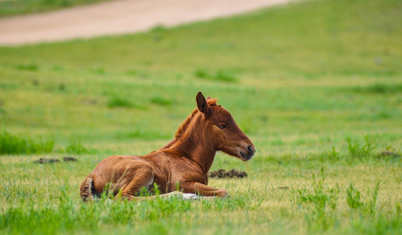 outdoors, mammal, field, plant, young animal, vertebrate, Foal, mane, animal wildlife, herbivorous, side view, Horse, colt, pony, livestock, daytime, environment