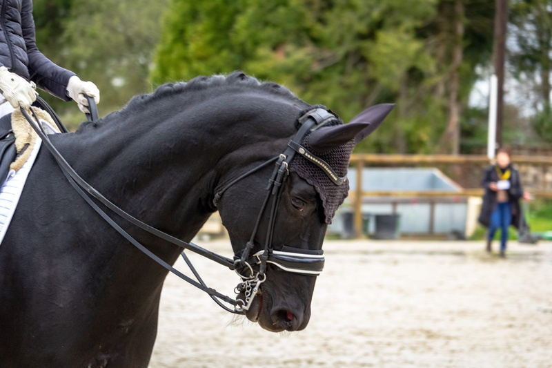 vertebrate, incidental people, horse, animal wildlife, horses, 5K, equine, cavalry, dressage, real people, one person, mane, equestrian, herd, livestock