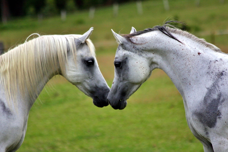 2K, white horses, stallion, grey, foal, herbivorous, outdoors, field, animal Head, pasture, animal family, domestic animals, beauty In Nature, day, focus on foreground