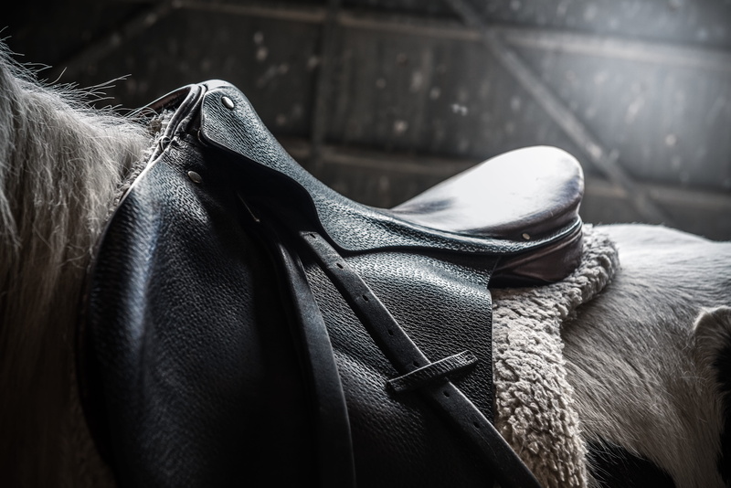 focus on foreground, pets, outdoors, close-up, day, domestic, low section, 5K, black, horse saddle, animal themes, leather, domestic animals, vertebrate