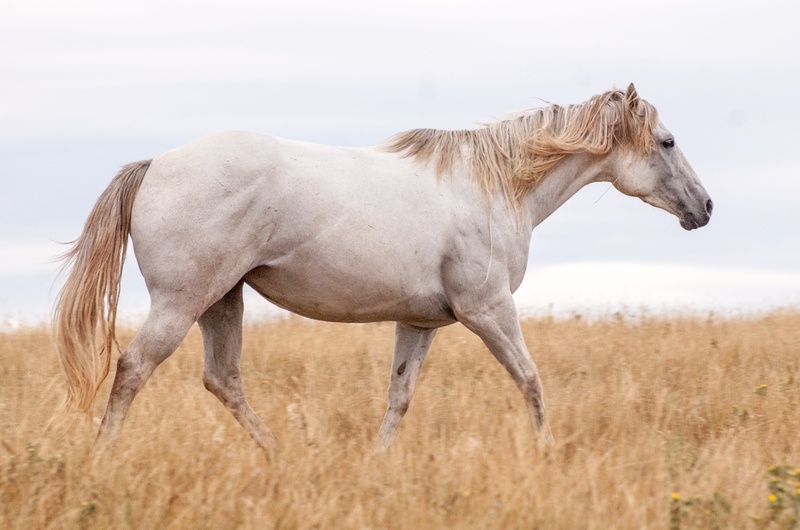 portrait, stallion, daytime, livestock, mane, mammal, grey, one animal, 4K, brown, animal themes, no people, pasture, side view, animal wildlife, vertebrate