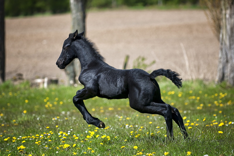 domestic animals, countryside, nature, plant, animals in the wild, focus, farm, running, black, animal wildlife, hayfield, flowers, pets, black color, animal photography