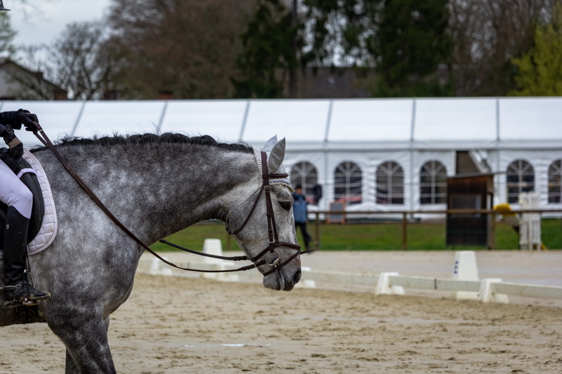 mare, mammals, equine, animals, standard, domestic animals, working animal, bridle, equestrian, land, animal themes, 4K, mammal, pets, horseback riding