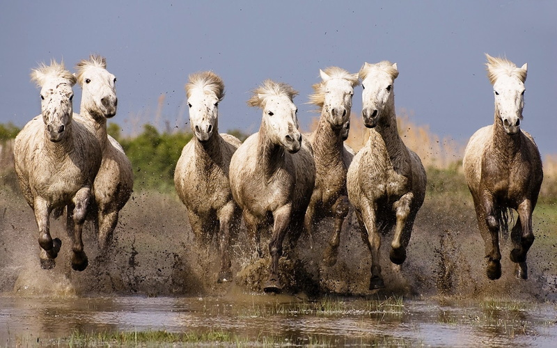 hd, widescreen, galloping, white, horses, laptop, 2K