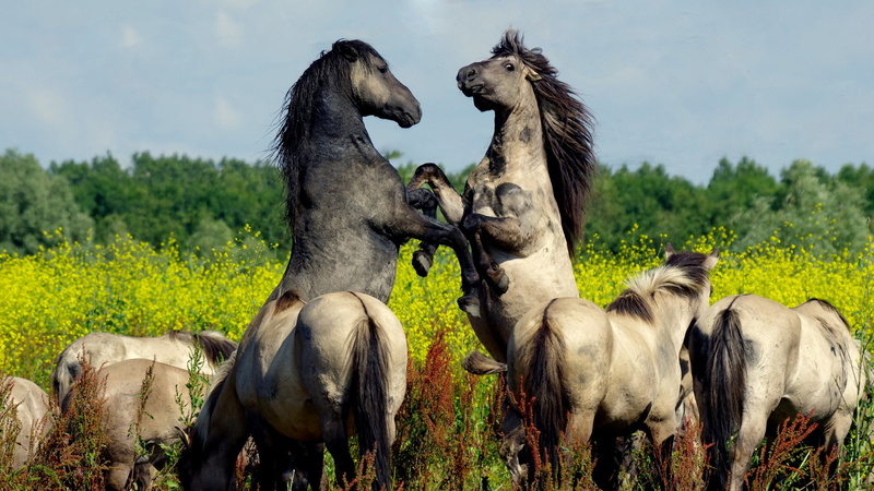 2K, horse, nature, team, background, horses