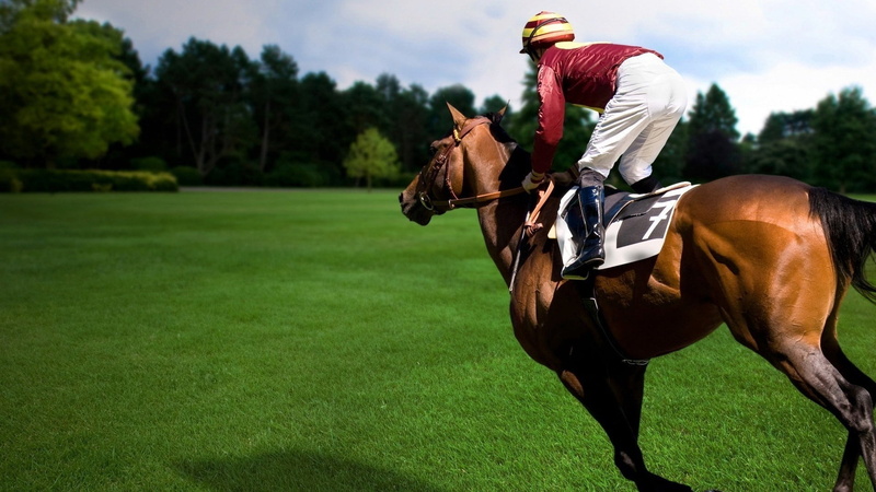 horseracing Track, tree, animal Sport, one person, sport, riding, horse, pets, herbivorous, competition, domestic animals, thoroughbred Horse, people, horseback Riding