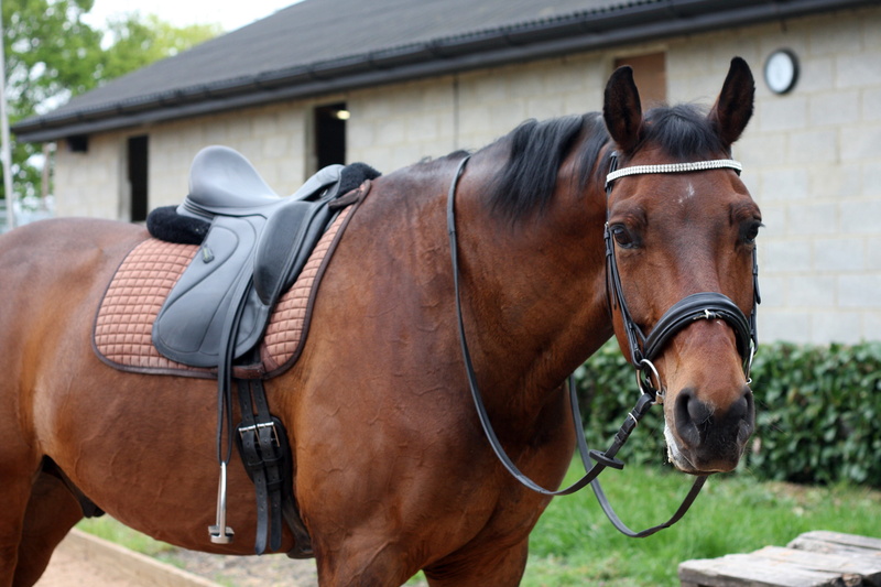 competition, one animal, bridle, day, stallion, working animal, 4K, mammal, equine, domestic animals, domestic, building exterior, animal, pets, dressage