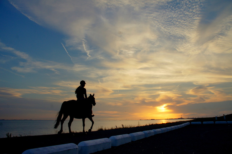 silhouette, tranquil Scene, lifestyles, beauty In Nature, horseback rider, leisure Activity, pets, animal, horse, livestock, ride, animal themes, girl