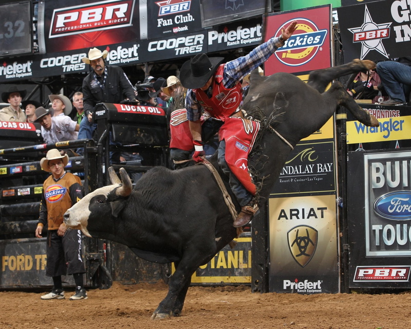 720P, animals, rodeos, Bull, cowboys