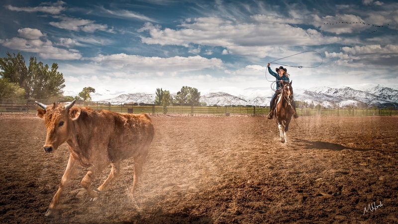 rodeo, horse, nature, wild west, Cowgirl, one person, field, farm, ropping cattle, adult, ranch, 1080P, mammal, domestic, landscape, domestic animals