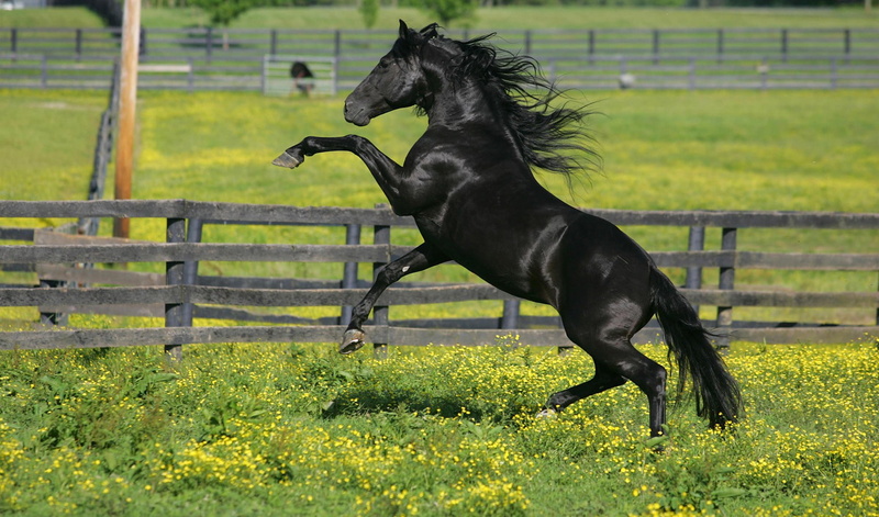 horse corral, 1080P, corral, flowers, horse, black, grass