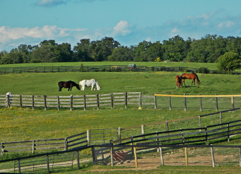 plant, animal, group of animals, tree, colorful, pets, scene, mare, daytime, no people, summer, grazing, pasture, farm, livestock, meadow, saddle, gallop