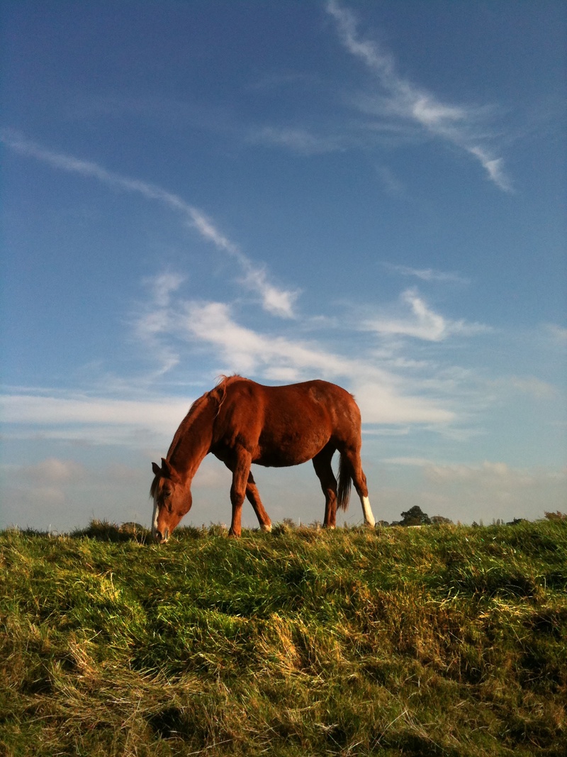 animal, stallion, ranch, pasture, animal wildlife, mammal, rural, mare, herbivorous, field, animal themes, breed, brown, wild, farm, vertebrate, active