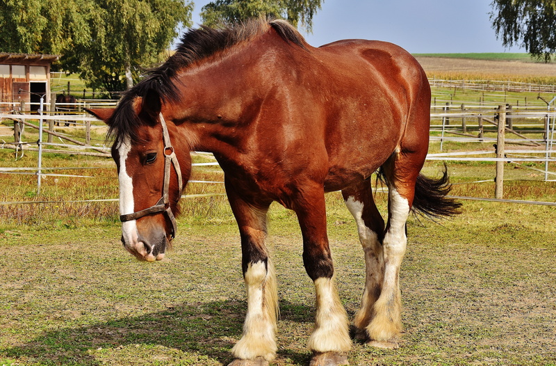 mammal, no people, rural Scene, field, vertebrate, paddock, wildlife photography, mane, brown, domestic, horse, plant, 5K, land, animal wildlife, animal head