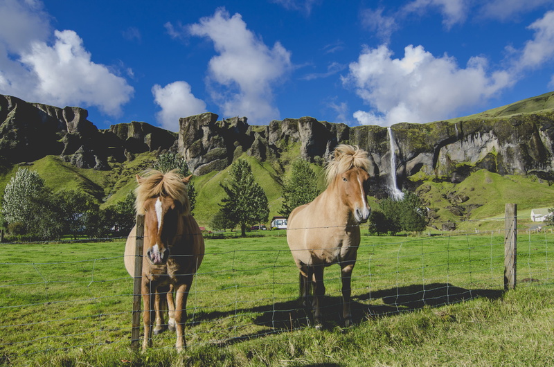 cattle, foal, mammal, sky, farm, cloud - sky, green Color, 4K, summer, herbivorous, scenics, two, green, grazing, animal wildlife, rural Scene, livestock