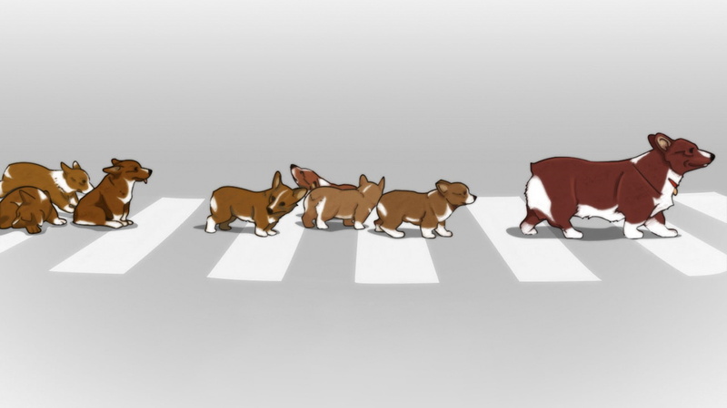 pets, animals, domestic animals, horseback riding, indoors, mammal, people, vertebrate, white background, studio shot, sitting, dog, working animal, domestic