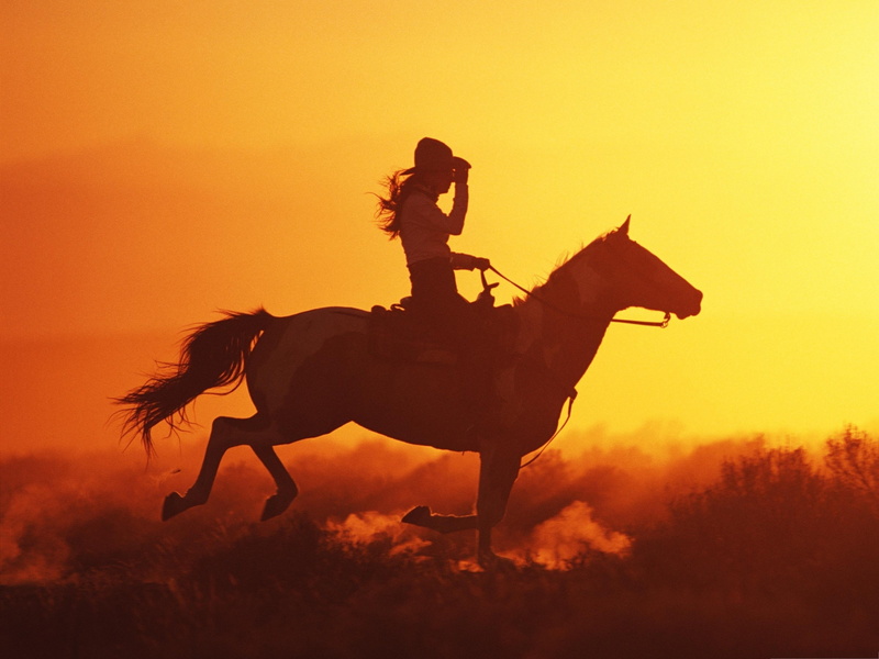 domestic animals, mammal, nature, horse, domestic, herbivorous, sky, one animal, animal, horseback riding, riding, activity, ride, pets, 2K, sunset, vertebrate
