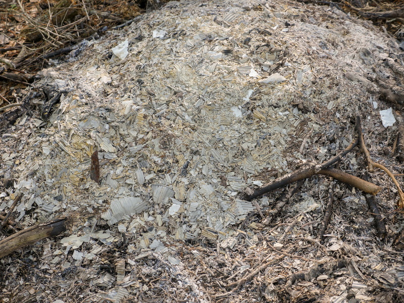 high angle view, nature, dirt, middle, pile, toxic, wood - material, land, animal themes, invertebrate, heap, close-up, animal wildlife, directly above