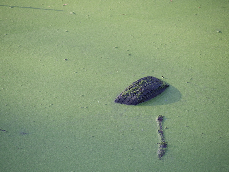 waste, sea, land, antwerp, 4K, animal themes, turtle, animal, green color, animal wildlife, single object, tire, hoboken, black, day, no people, sand