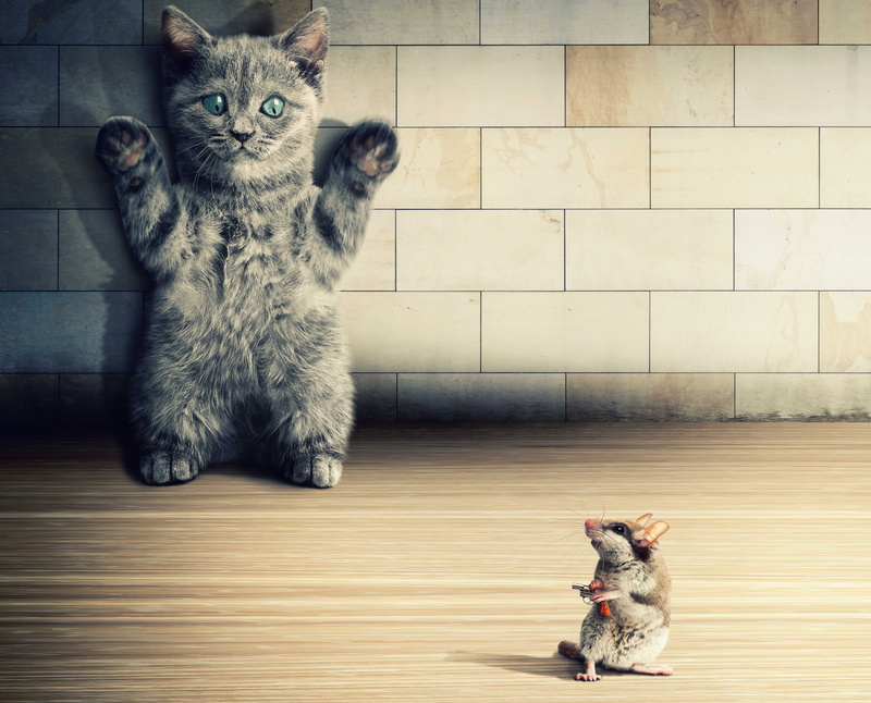 weapon, mice, humor, rodents, 8K, funny, animals, gun, pistol, situation, cats, kittens, crime