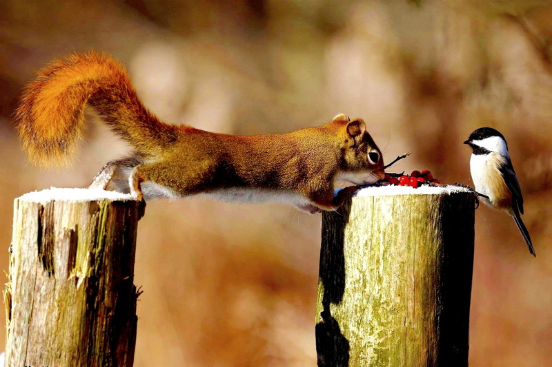 Birds, Situation, squirrel, 1080P, squirrels, bird, Berries