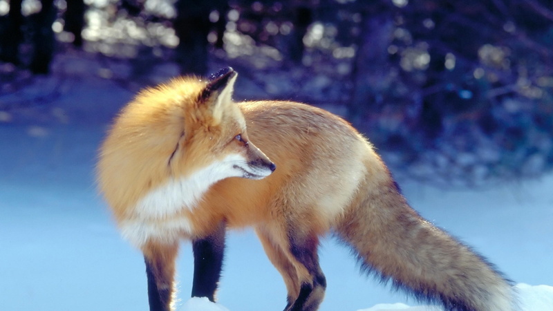 no people, fox, Nieve, snow, day, mammal, outdoors, standing, cold temperature, looking, animal themes, animal, 4K, animals in the wild, nature, Animales