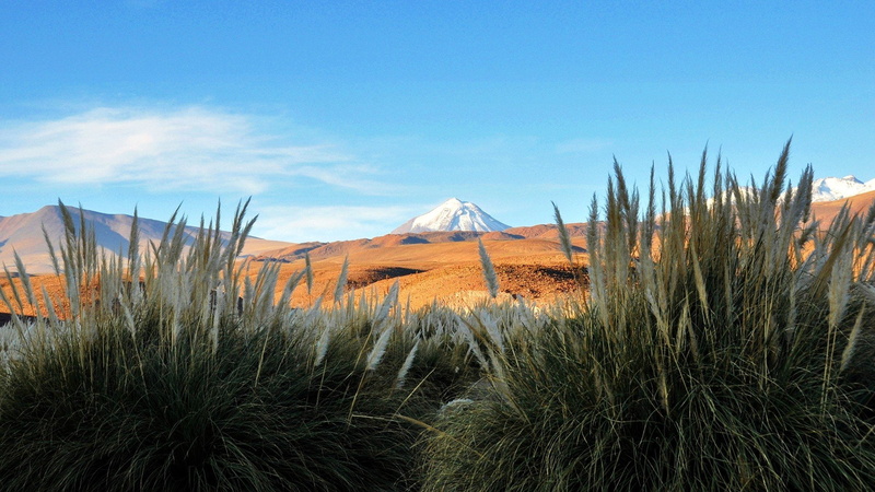 zorro, cynosurus, nature, white, atacama, green, blue, echinatus, flowers, andes, chile, snow, light, landscapes, desert, volcanoes, 1080P