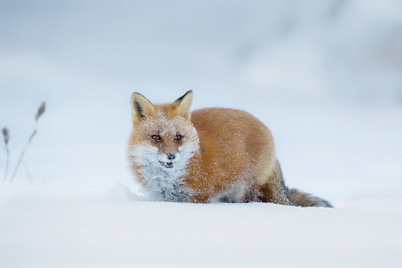 no people, 1080P, white color, nature, side view, one animal, Zorro, animals in the wild, animal wildlife, Animales, fox, Nieve, outdoors, Rapaz, looking at camera