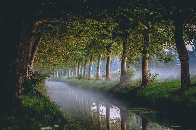 morning, canal, trees, mist, 1080P, river