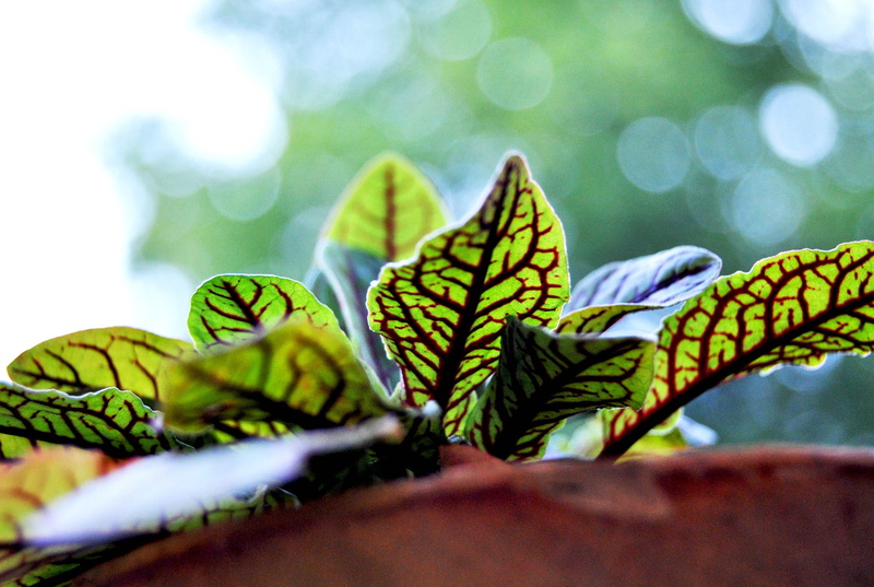 green color, fresh, noble, natural pattern, vulnerability, beauty in nature, butterfly - insect, awakening, close-up, cook, green, petals, yellow, garden