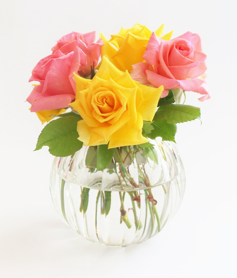 vulnerability, rose - flower, no people, freshness, flower Head, close-up, studio shot, nature, white background, flower arrangement, fragility, decor