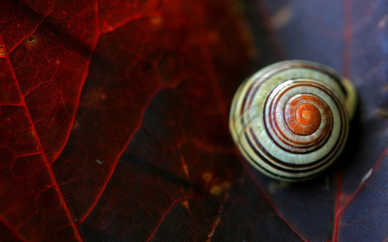 eaf, animal Shell, macro, natural pattern, brown, red, invertebrate, beauty in nature, green Color, escargot, wildlife, insect, mollusk, beige, animal wildlife