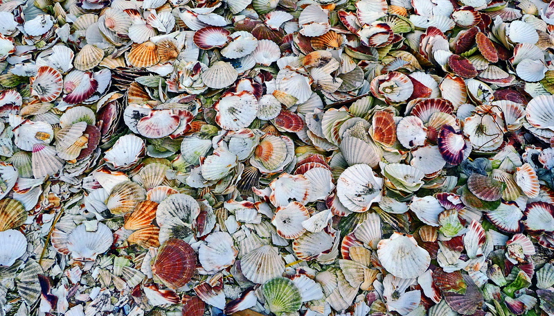freshness, day, food, snail, animal, leaf, angelfish, dish, rug, backgrounds, shell, vulnerability, slug, insect, surgeonfish, abundance, butterfly, leaves