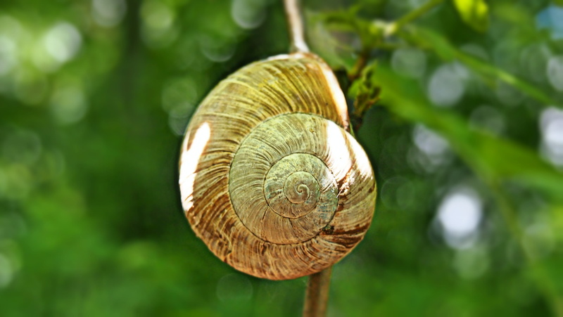 mollusk, grass, natural pattern, gastropod, 4K, growth, outdoors, spiral, tree, Nature, green, day, Macro, animal wildlife, plant, beauty in nature, animal