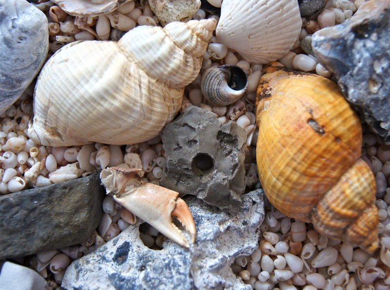 beige, pebble, animal themes, lake, variation, chaos, photography, baltic sea, animals in the wild, conches, 4K, white, choice, abundance, animal, no people