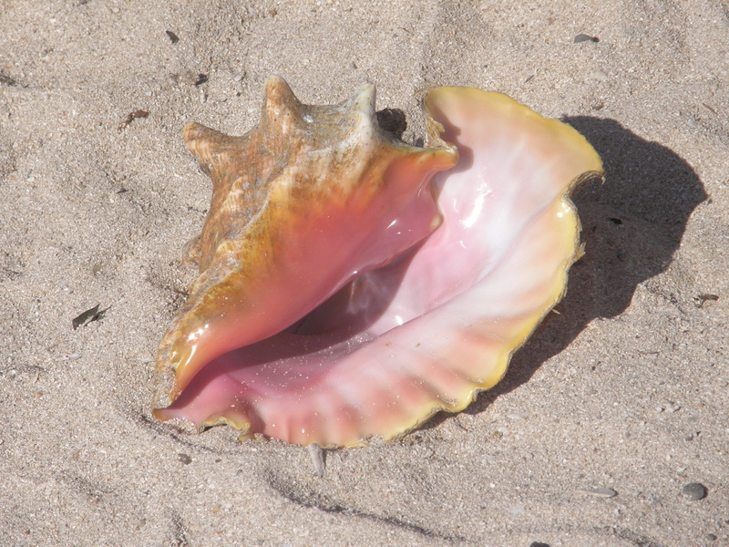 holiday, beach, sea life, sunny, sand, water, pink, sunlight, fish, undersea, Sand, underwater, Summer, animal themes, seashell, high angle view, animals in the wild