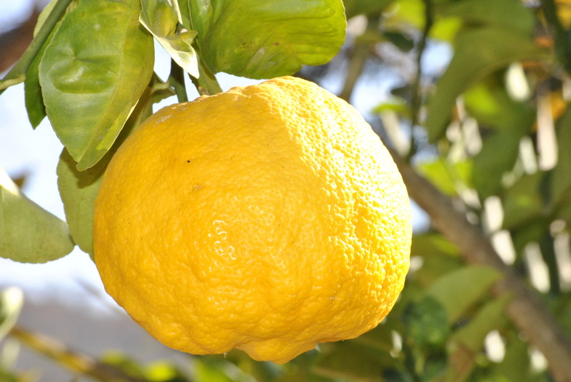 close-up, outdoors, agriculture, freshness, focus, no people, healthy eating, food, ripe, 4K, plant, tree, citrine, focus on foreground, nature, growth