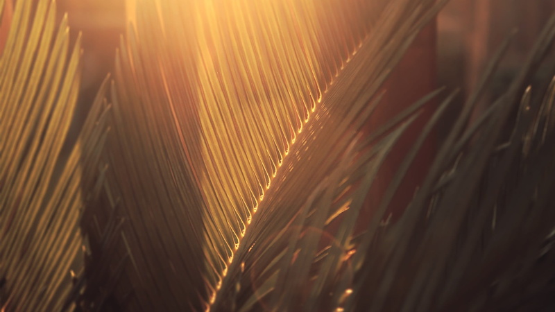selective focus, leaf, back Lit, tree, close-up, creativity, nature, growth, factory, textile, photography, season, palm leaf, palm Tree, plant, yellow
