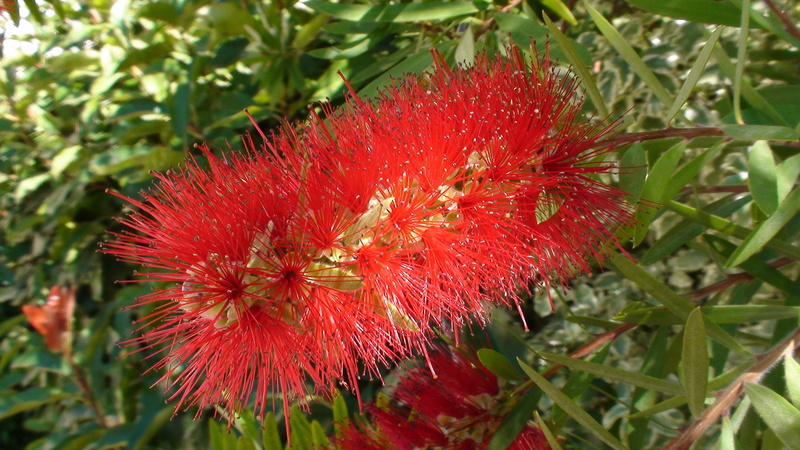 focus on foreground, flower head, inflorescence, callistemon citrines, flowering plant, freshness, growth, close-up, roquefort la bédoule, food, vulnerability