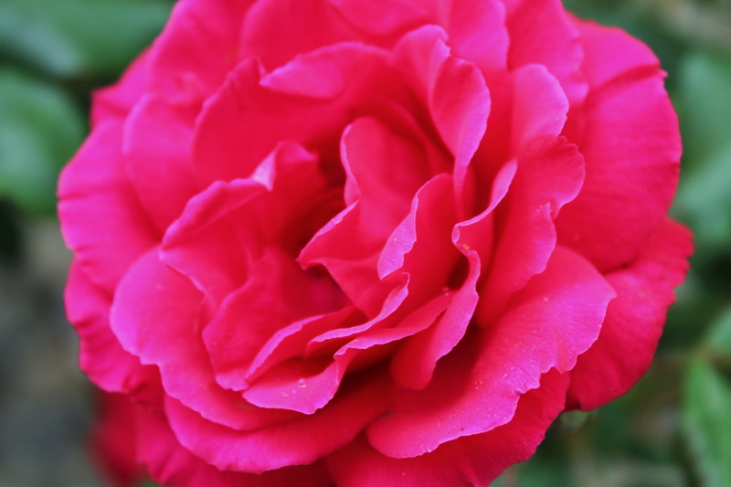 love aromatherapy, spring, home garden, flower head, chakra aromatherapy, bloom, romantic, heart chakra therapy, rose - flower, bridal, scent therapy, day