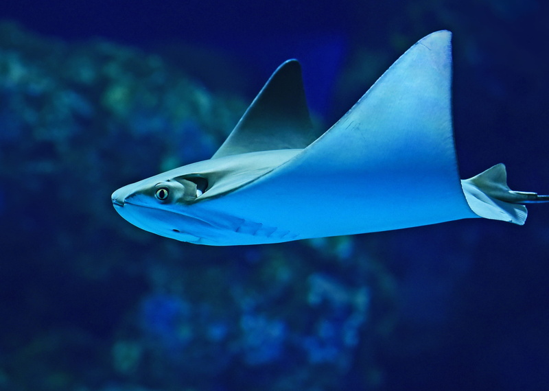 one animal, sting, outdoors, water, ray, vertebrate, animal wildlife, photography, underwater, aquarium, shark, undersea, animal themes, swimming, animals in the wild