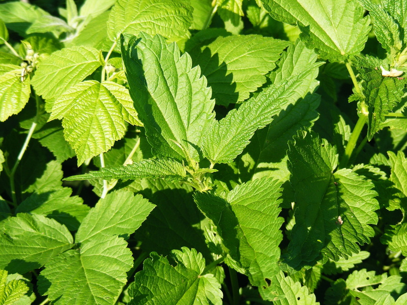 leaves, growth, mint leaf - culinary, outdoors, nature, leaf, stinging, 2K, urtica, plant, healthy eating, freshness, sunlight, Acetylcholine, food and drink