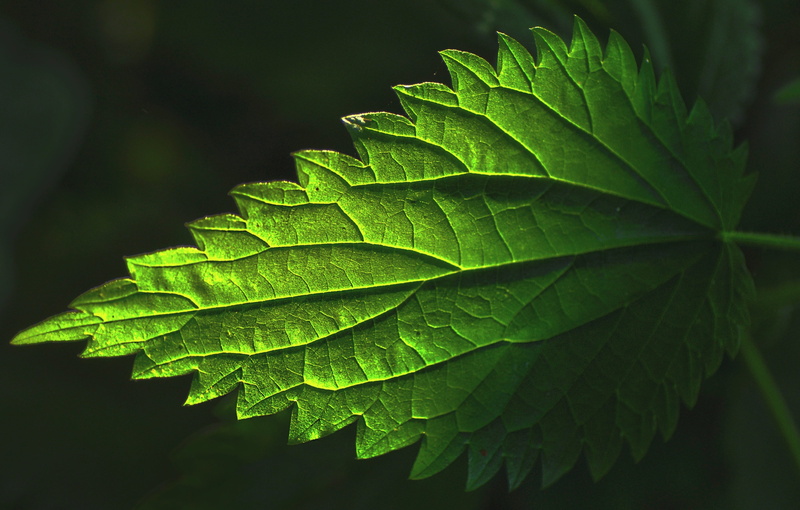 nettle, 4K, stinging nettle tea, beauty in nature, leaf, plant part, freshness, nature, botany, pattern, growth, green, stinging nettle, tree, no people