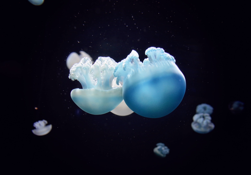 school, wildlife, marine, Jelly, no people, swimming Animal, aquarium, water, blue, cnidarian, jellyfishes, animal, sea, underwater, 5K, poisonous, minimal